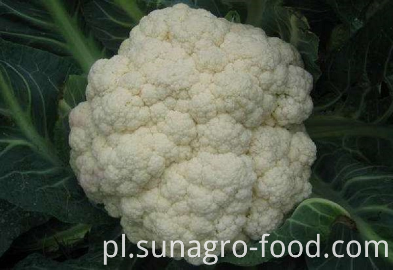 High-Quality Cauliflower Vegetables